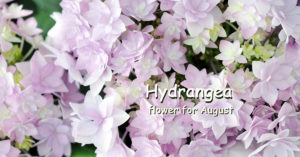 Hydrangea flower for August