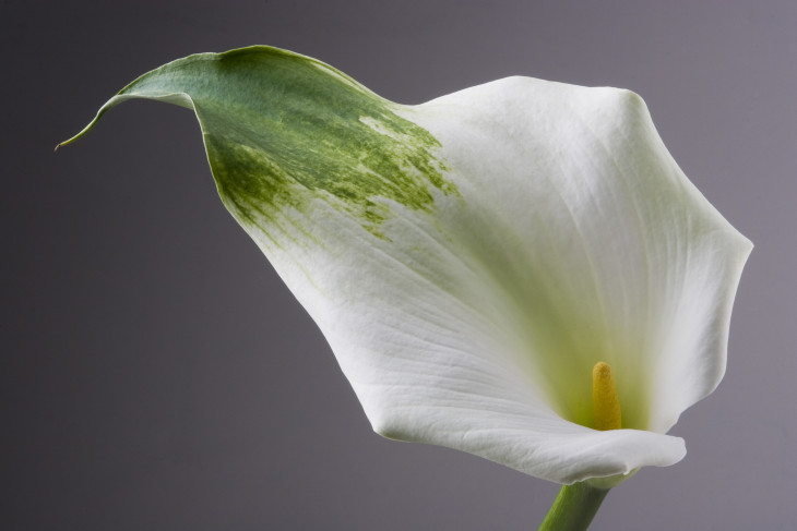 Zantedeschia