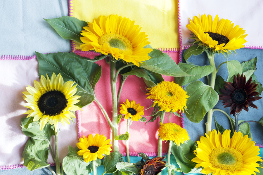 Girasole fiore del mese dal 25 luglio al 14 agosto