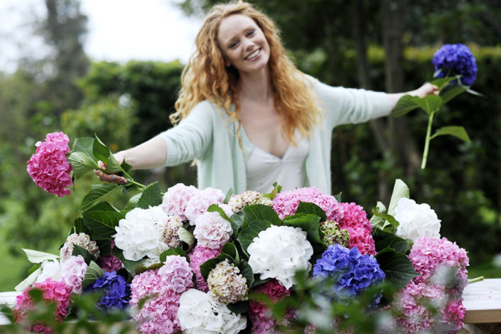 Hydrangea fiore del mese dal 15 agosto al 4 settembre