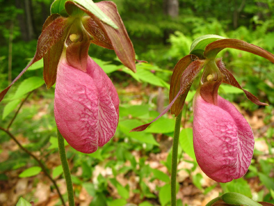 Cypripedium