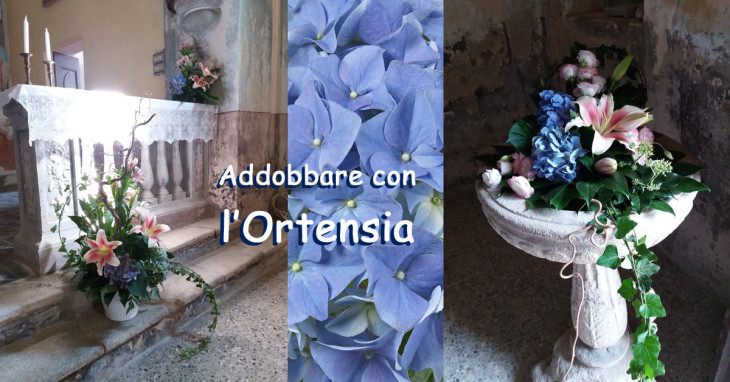 Addobbare la chiesa con le Ortensie del giardino